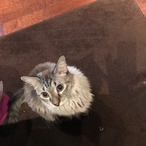 Meet your Posher, Carol